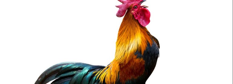 Corrèze: Les pancartes de la polémique