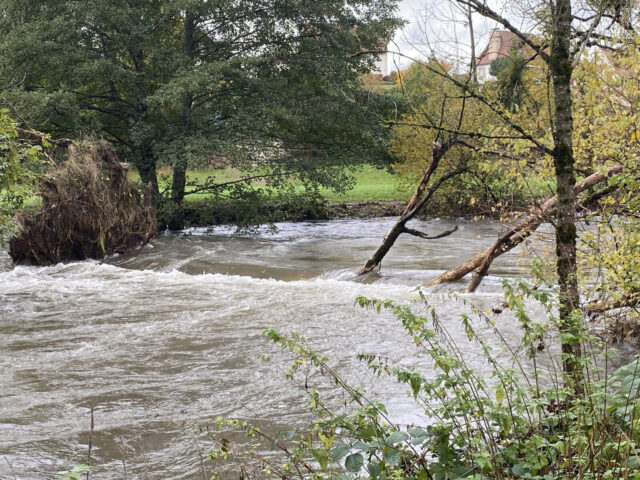 180 peupliers de la plaine sportive de La Ponétie à Aurillac vont être abattus