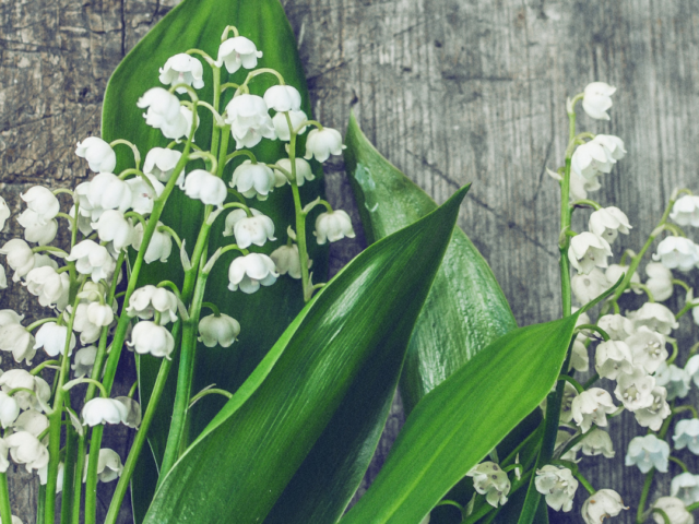 Vente de Muguet à Aurillac : Règles et Conseils pour le 1er Mai