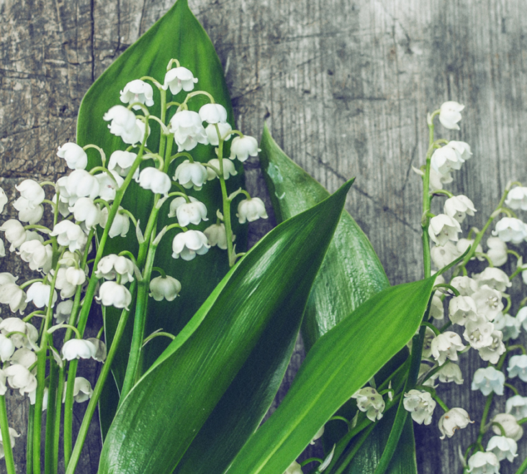 Vente de Muguet à Aurillac : Règles et Conseils pour le 1er Mai