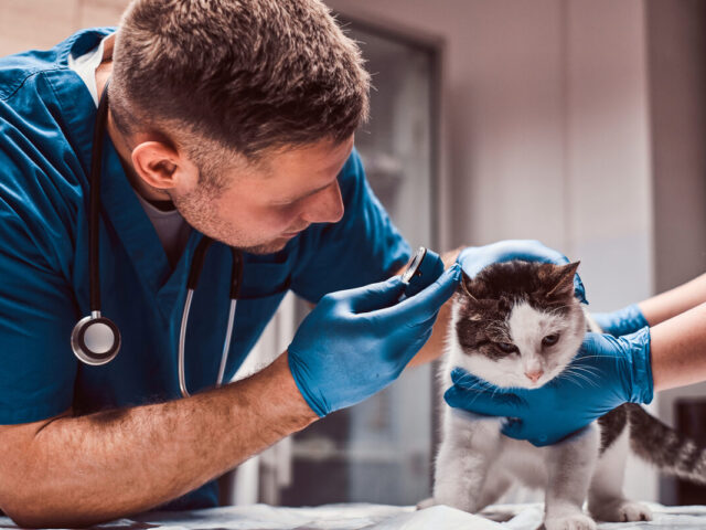 Plan Corrèze Santé Animale : Une Initiative Exemplaire pour l’Avenir des Vétérinaires et de l’Agriculture