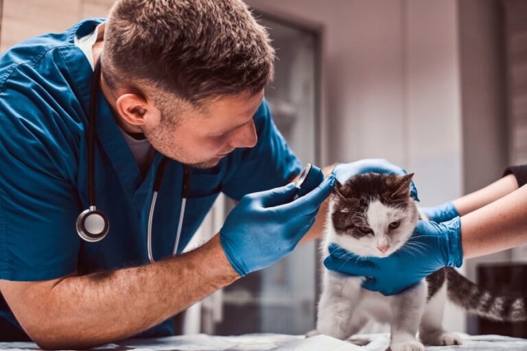 Plan Corrèze Santé Animale : Une Initiative Exemplaire pour l’Avenir des Vétérinaires et de l’Agriculture